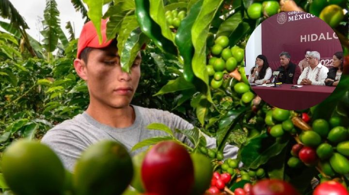 Que venta de café sea negocio para jóvenes hidalguenses, reto de Sembrando Vida