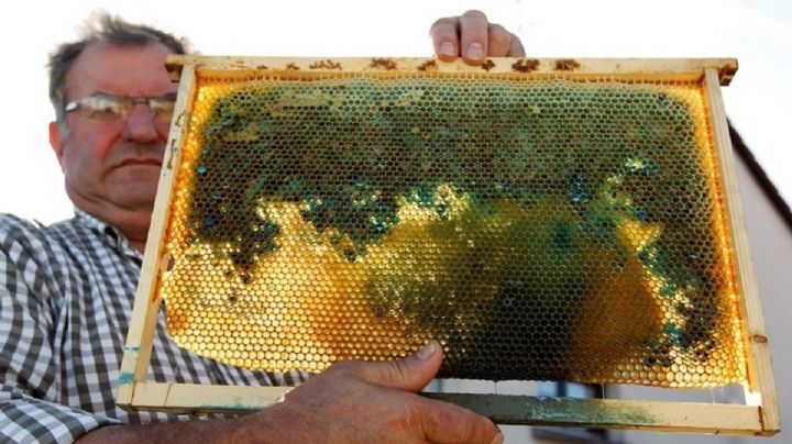 Miel azul o verde, ¿por qué? Te contamos