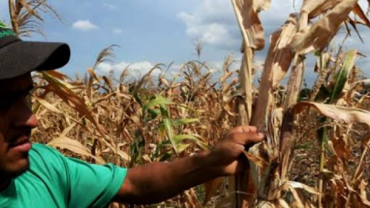 Se perdieron 190 mil hectáreas de cultivos por sequía en territorio hidalguense