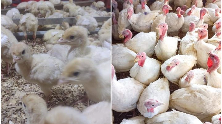 “Dos ‘pavos’ de un tiro”: aprueban materia engordándolos… y ahora los venden pa’Navidad