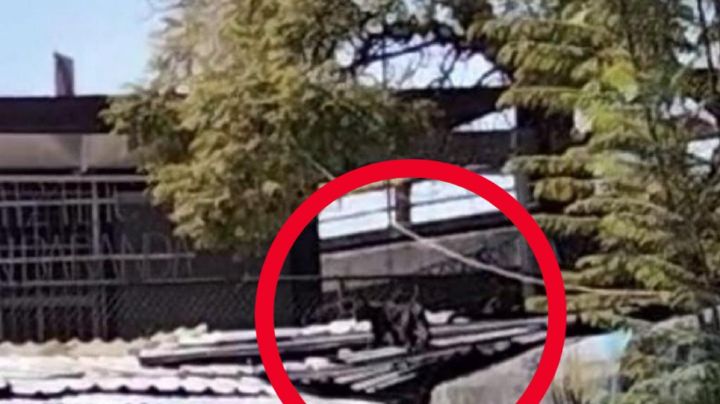 VIDEO: Reportan pantera paseando por Metro Tacuba; despliegan operativo para encontrarla