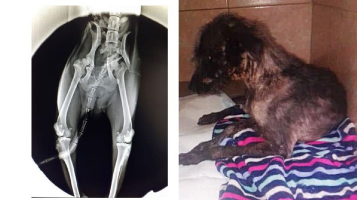 Buscan a gasero que atropelló a una perrita, debe 24 mil pesos del veterinario