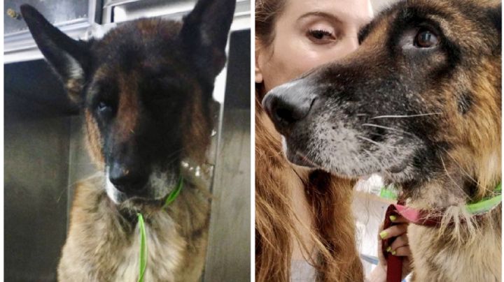 Pillo, el perro que sobrevivió al abandono y ahora lucha contra el cáncer