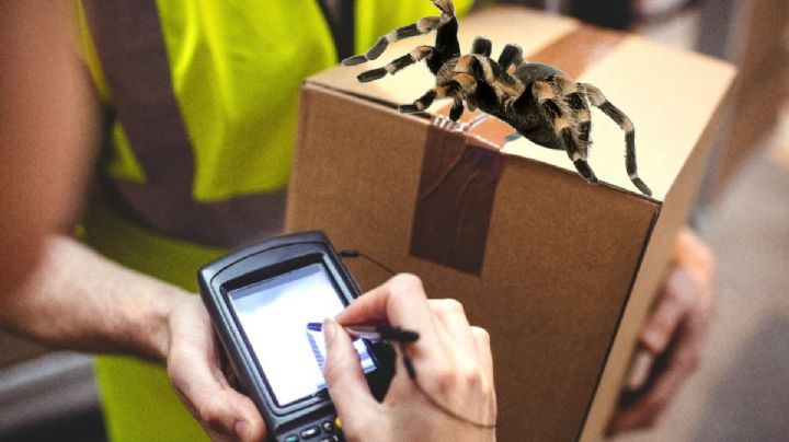 De miedo, tarántulas iban a ser vendidas por paquetería desde Pachuca; las decomisan