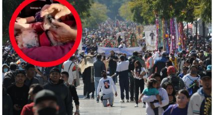 VIDEO: Perrita camina con su familia de Hidalgo a la Basílica; en redes acusan maltrato animal