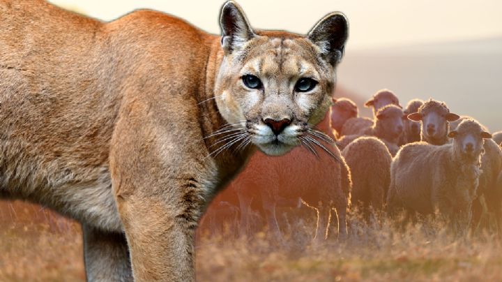 Capturan a puma dentro de un corral en Ixmiquilpan