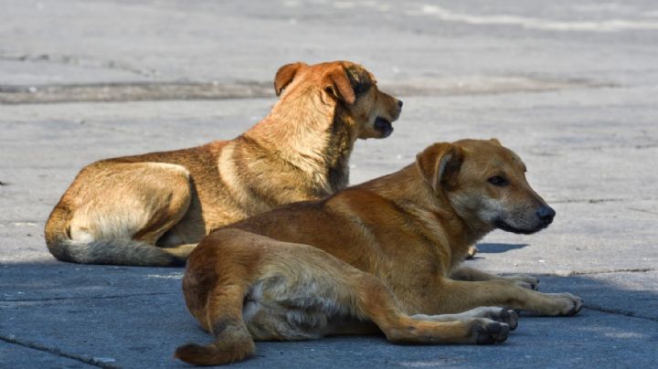 Rescatan a 4 perritas abandonadas en la Basílica de Guadalupe
