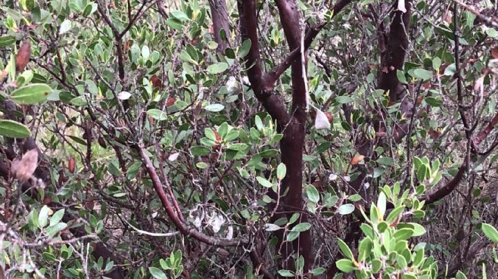 "Pelan" la sierra para decorar nacimientos navideños