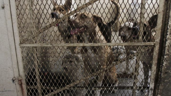 Encuentran restos de 36 animales muertos y droga en un domicilio de Ciudad Satélite
