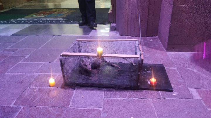 Un tlacuache pide posada en presidencia municipal de León