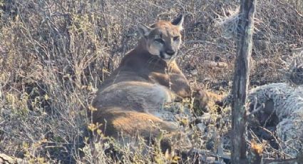 Muere puma capturado en Ixmiquilpan, estas son las causas