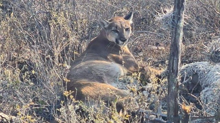 Muere puma capturado en Ixmiquilpan, estas son las causas