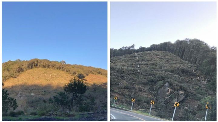 Revelan imágenes de cientos de árboles talados en Hidalgo