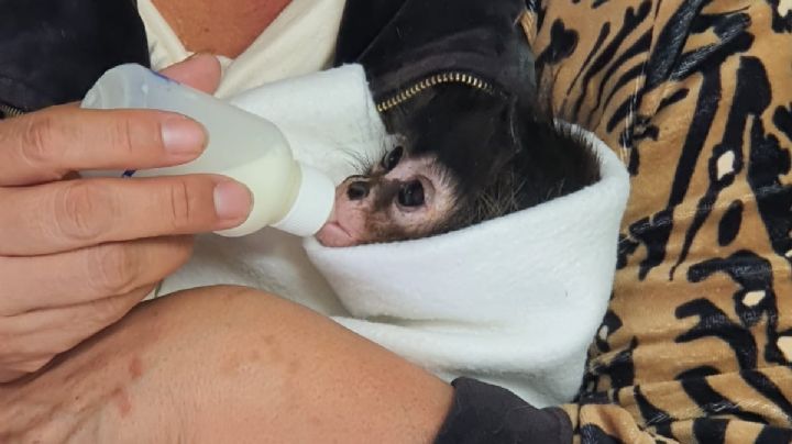 Rescatan crías de mono araña en Veracruz; los traficaban dentro ADO