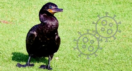 Pato buzo hallado en colonia de Veracruz tiene enfermedad mortal