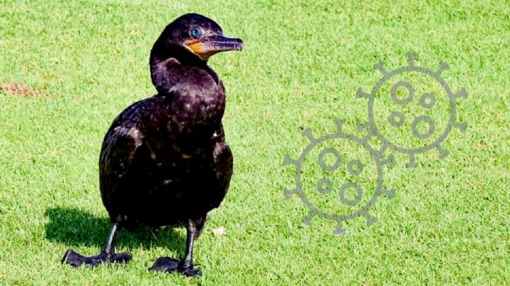 Pato buzo hallado en colonia de Veracruz tiene enfermedad mortal