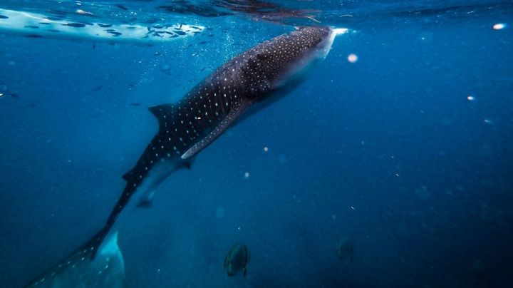 ¡Niña pateo un tiburón y sobrevive para contarlo!