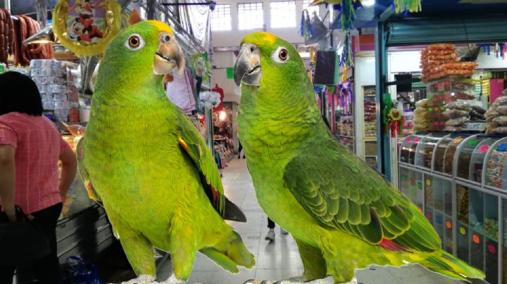 Rescatan aves de venta ilegal en mercado de Pachuca; un detenido