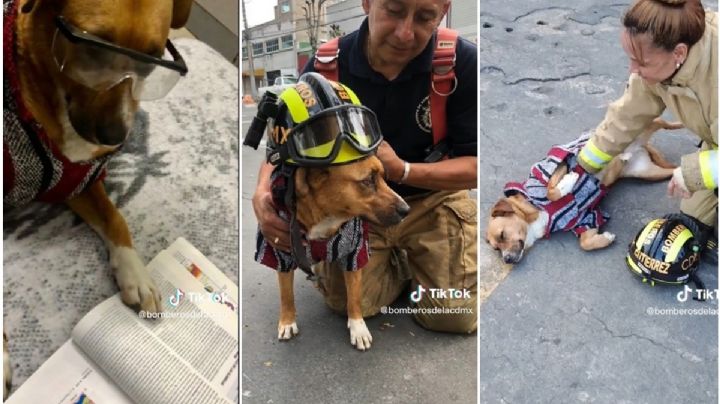 VIDEO: Este es Pepe, el perrito integrante de los bomberos de la CDMX