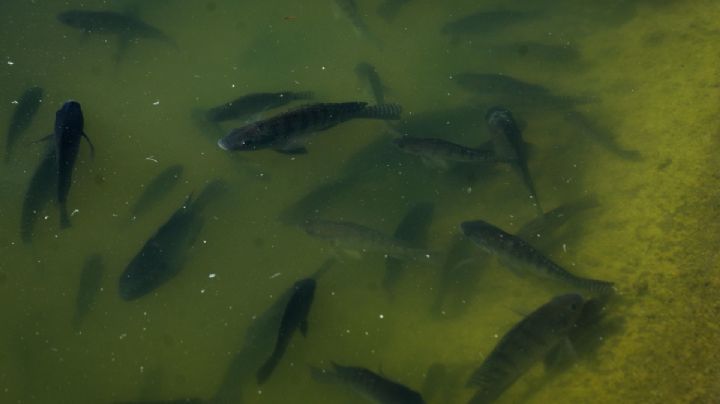 ¿Qué causó la muerte de las tilapias en el Lago de Chapultepec? Esto dice especialista