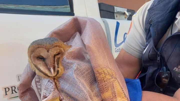 Salvan a lechuza atrapada en una casa en León