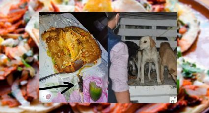 ¿Tacos de perro? Denuncian a taquería de Xalapa en redes sociales