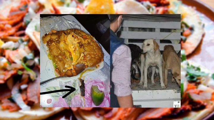 ¿Tacos de perro? Denuncian a taquería de Xalapa en redes sociales