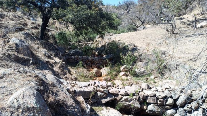 Salvarán el Sauz Seco de morir: el bosque de encino de León da sus últimos respiros