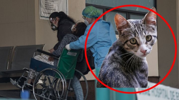 Rabia humana: reportan caso sospechoso en Nayarit