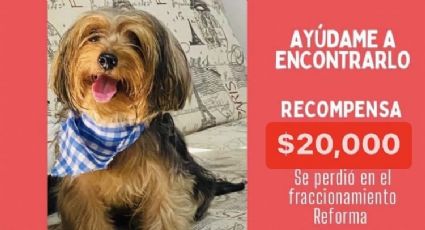 Ofrecen iPhone y 20 mil pesos por encontrar a perrita Dominique en Veracruz