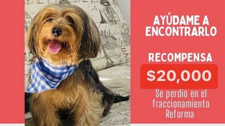 Ofrecen iPhone y 20 mil pesos por encontrar a perrita Dominique en Veracruz