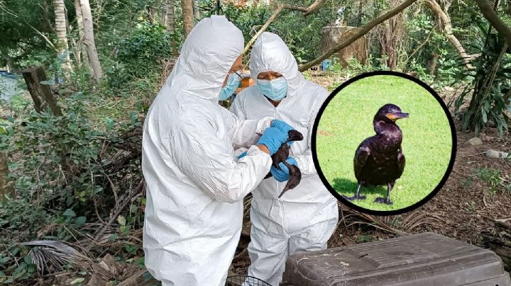 Científicos estudian a Pato Buzo rescatado en Veracruz con enfermedad mortal