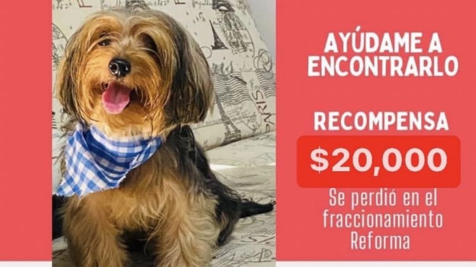 La perrita se extravió en el fraccionamiento Reforma