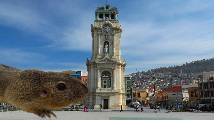 Tuzodato: ¿sabías que la tuza y sus expresiones ya son patrimonio de Pachuca?