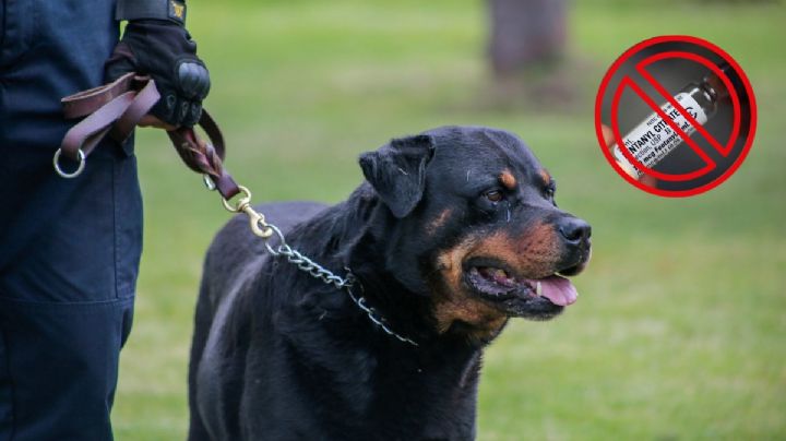 ¿Los perros pueden detectar el fentanilo? Así entrenan a estos perros para detectar esta droga