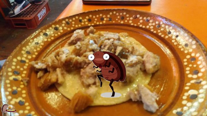 Pide taco de jabalí en Pachuca y le dan uno campechano con cucaracha | FOTOS