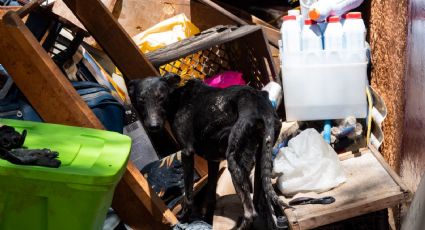 Maltrato animal crece en la CDMX; es el delito ambiental más denunciado