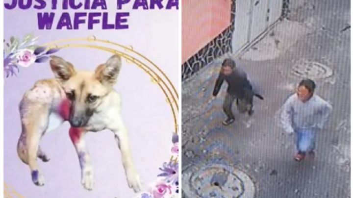 ¡Justicia para Waffle! Buscan a dos sujetos por asesinato de perrita en Milpa Alta