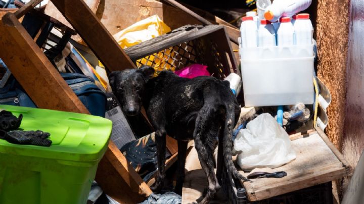 Maltrato animal crece en la CDMX; es el delito ambiental más denunciado