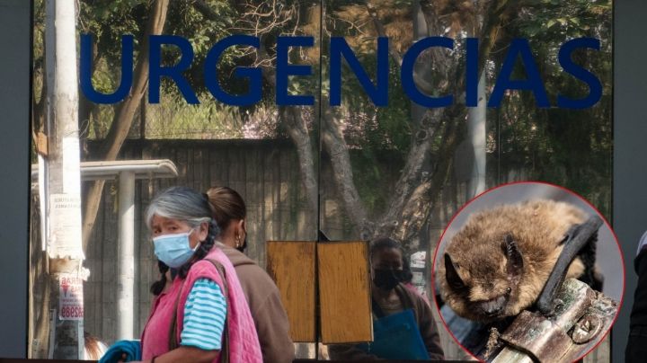 Rabia humana: declaran muerte cerebral en uno de los tres niños con síntomas en Oaxaca