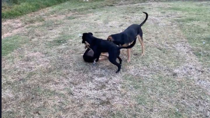 Captan a perros jugando con cráneo en Xochimilco