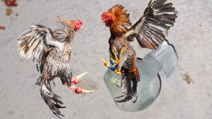 Estalla granada durante pelea de gallos en Hidalgo
