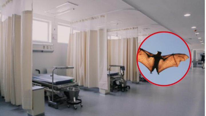 Los niños con síntomas de rabia en Oaxaca, mordidos por murciélagos: 4T