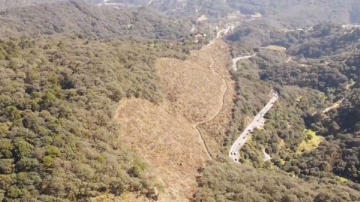 “Es nuestro bosque y lo están matando”; comunidades de Hidalgo piden detener ecocidio