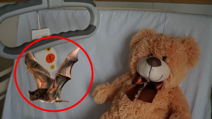 Rabia en Oaxaca: confirman que niño murió por mordedura de murciélago