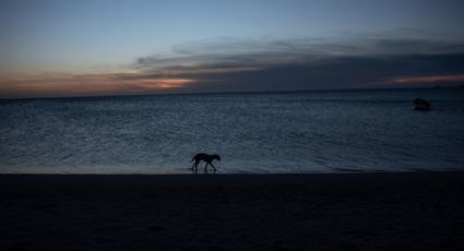 Limitan acceso a mascotas en playa de Puerto Escondido