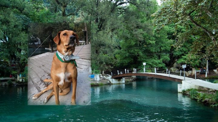 Como Hachiko, perrito de Veracruz tendrá su propia estatua