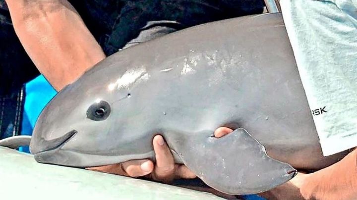 Tráfico de Totoaba: amenazan a restaurantes chinos de Tijuana