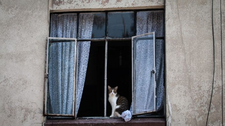 Reportan un caso de rabia en Nayarit