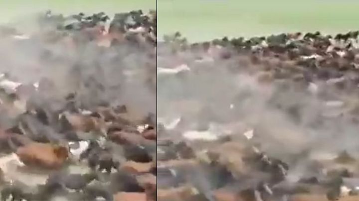Video: Caballos giran en círculos, ¿Señal del fin del mundo?